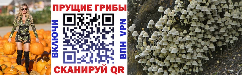 это какой сайт Снежинск Псилоцибиновые грибы Cubensis MEGA сайт